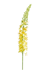 Eremurus kunstplant