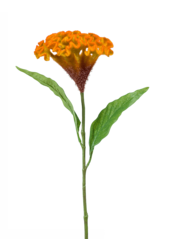 Celosia kunstplant