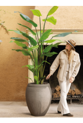 Strelitzia Nicolai kunstplant
