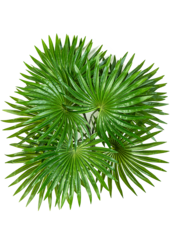 Palm kunstplant