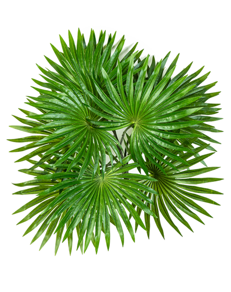 Kunstplant