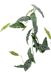 Plante artificielle Begonia Maculata