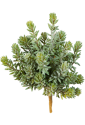 Sedum kunstplant
