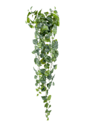 Plante artificielle Scindapsus Pictus