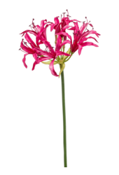 Nerine kunstplant