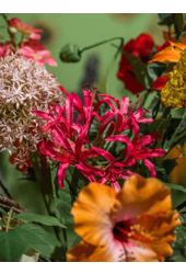 Nerine kunstplant