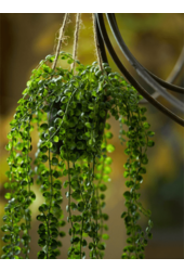 Plante artificielle Ficus Pumila