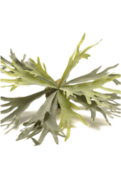 Plante artificielle Corne de cerf