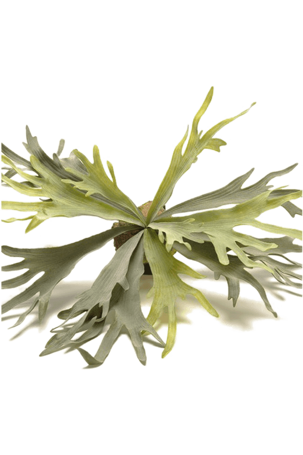 Plante artificielle Corne de cerf