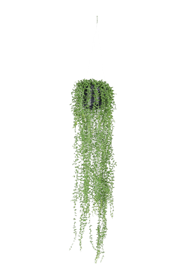 Senecio kunstplant