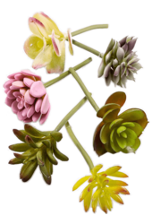 Plante artificielle Succulent Mix