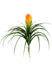 Bromelia Vriesia kunstplant