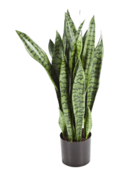 Plante artificielle Sansevieria
