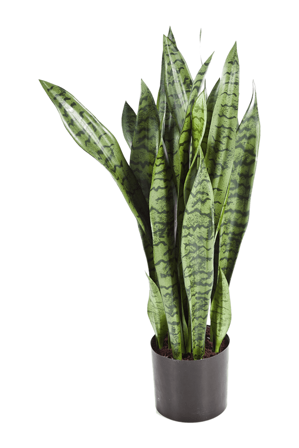 Plante artificielle Sansevieria