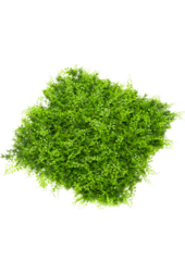 Fern Juniperus kunstplant