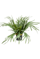 Plante artificielle Corne de cerf