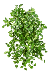 Plante artificielle Pothos