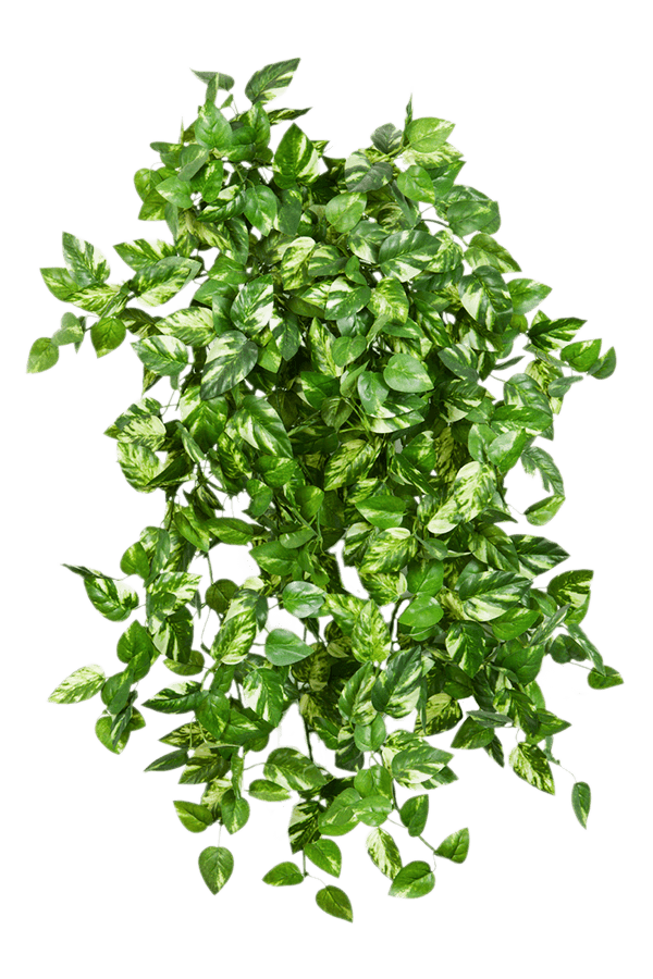 Plante artificielle Pothos