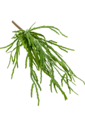 Plante artificielle Rhipsalis Pandora