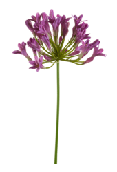Agapanthus kunstplant