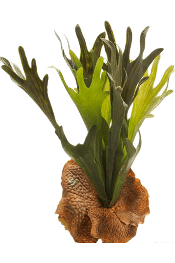 Fern Staghorn kunstplant