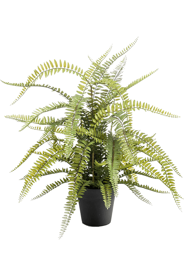 Fern Boston kunstplant