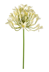Agapanthus artificielle