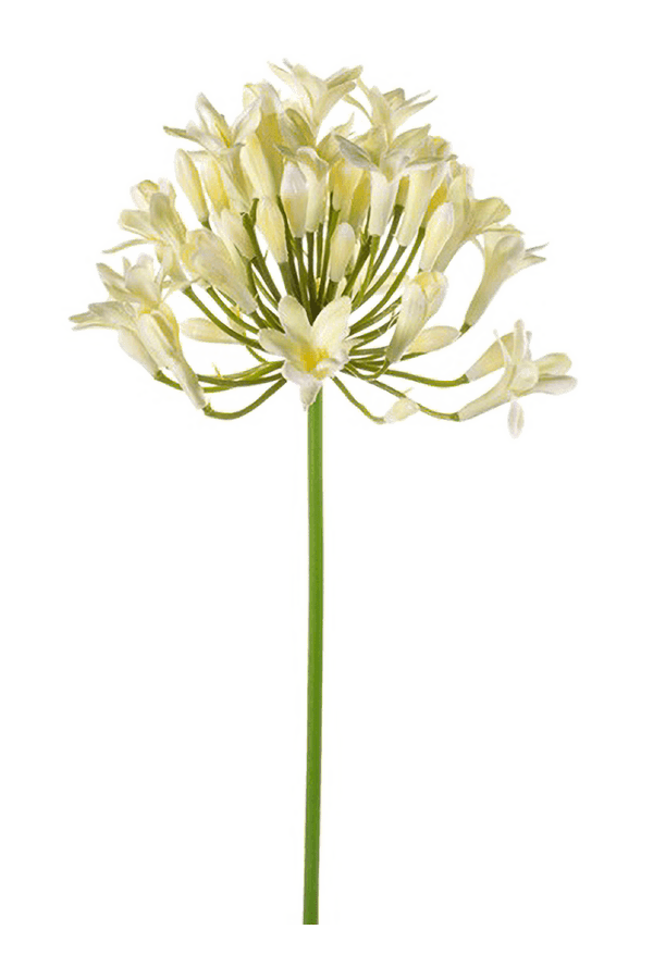Agapanthus artificielle