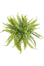 Plante artificielle Asplenium Maidenhair