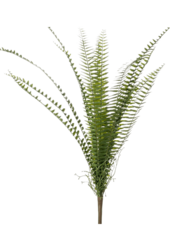 Fern Nephrolepis kunstplant