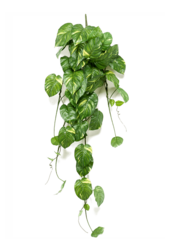 Scindapsus kunstplant