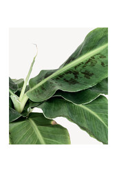 Pack de plantes Lyrata - Musa - Kentia