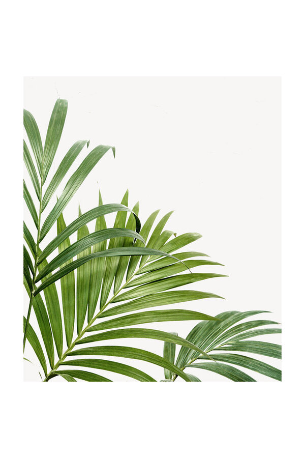 Pack de plantes Lyrata - Musa - Kentia