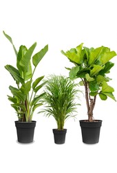 Kit de plantes Strelitzia - Kentia - Lyrata