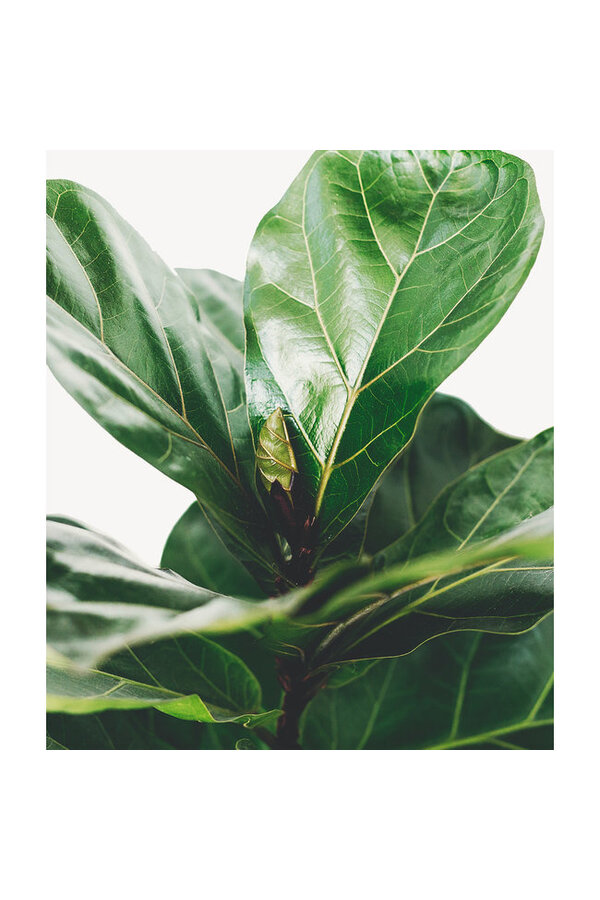 Kit de plantes Strelitzia - Kentia - Lyrata