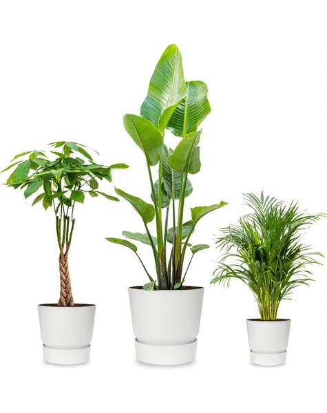 Pack de plantes Greenville