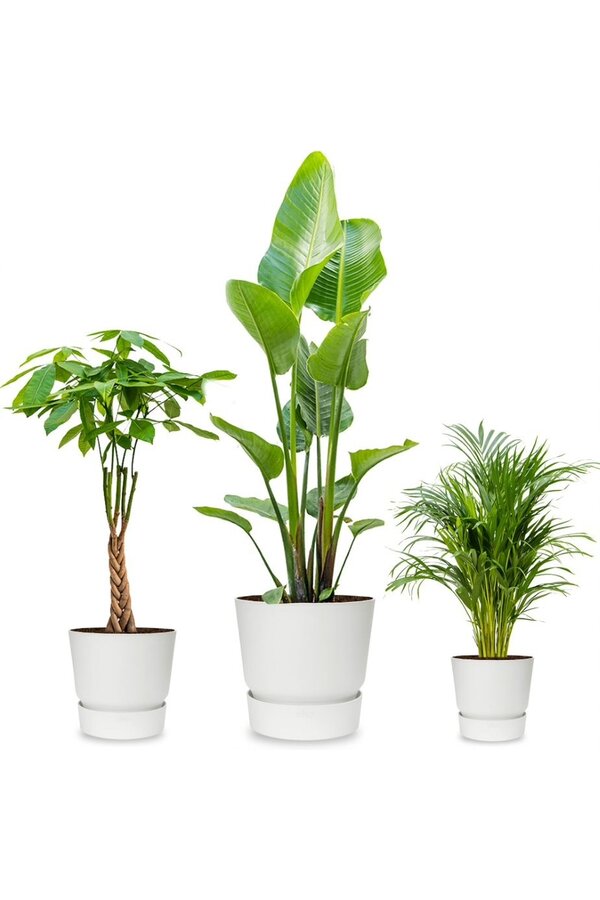 Pack de plantes Greenville Pachira - Strelitzia - Areca