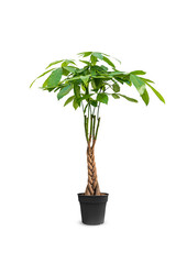 Pack de plantes Greenville Pachira - Strelitzia - Areca