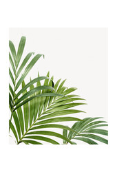 Pack de plantes Greenville Pachira - Strelitzia - Areca