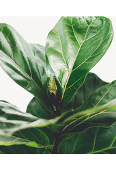 Ficus Lyrata Ramifié dans Elho Greenville Blanc