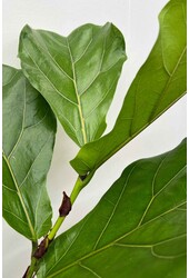 Ficus Lyrata Vertakt in Elho Greenville Wit