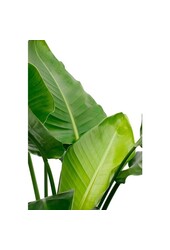 Strelitzia dans pot Elho Greenville Blanc Large