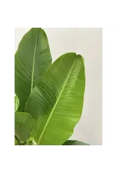 Strelitzia dans pot Elho Greenville Blanc Large