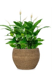 Spathiphyllum dans l'herbe de paille Bohemian Abby