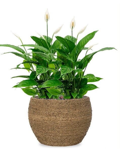Bohemian | Spathiphyllum