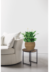 Spathiphyllum in Bohemian Abby Straw Grass