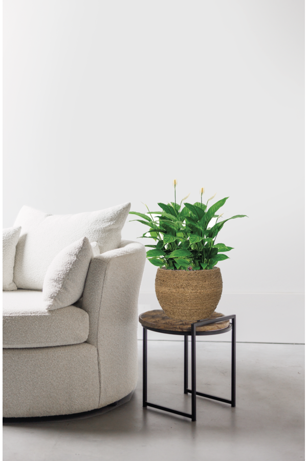 Spathiphyllum dans l'herbe de paille Bohemian Abby