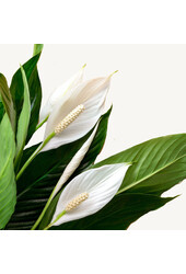 Spathiphyllum dans l'herbe de paille Bohemian Abby