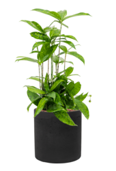 Rough Puk M Noir Lavé