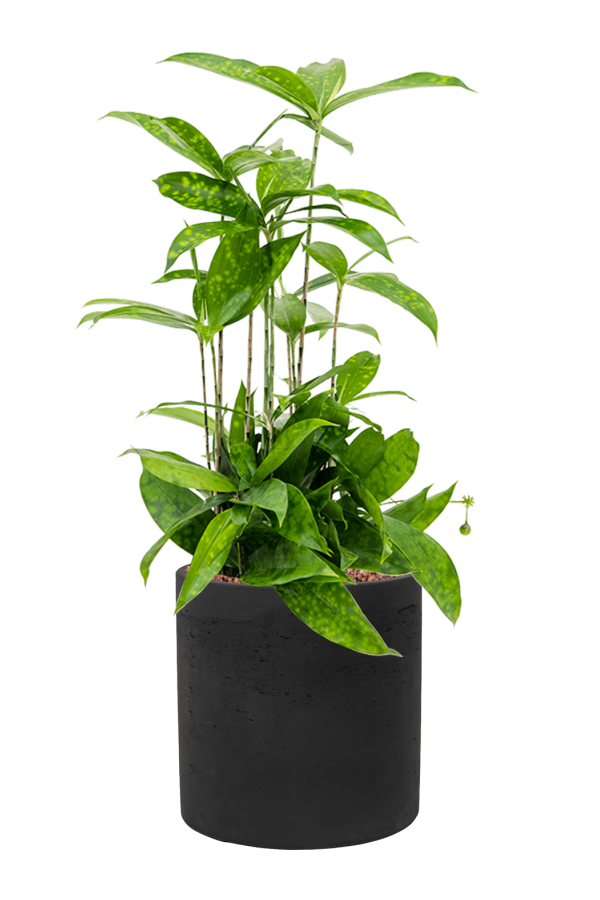 Rough Puk M Noir Lavé